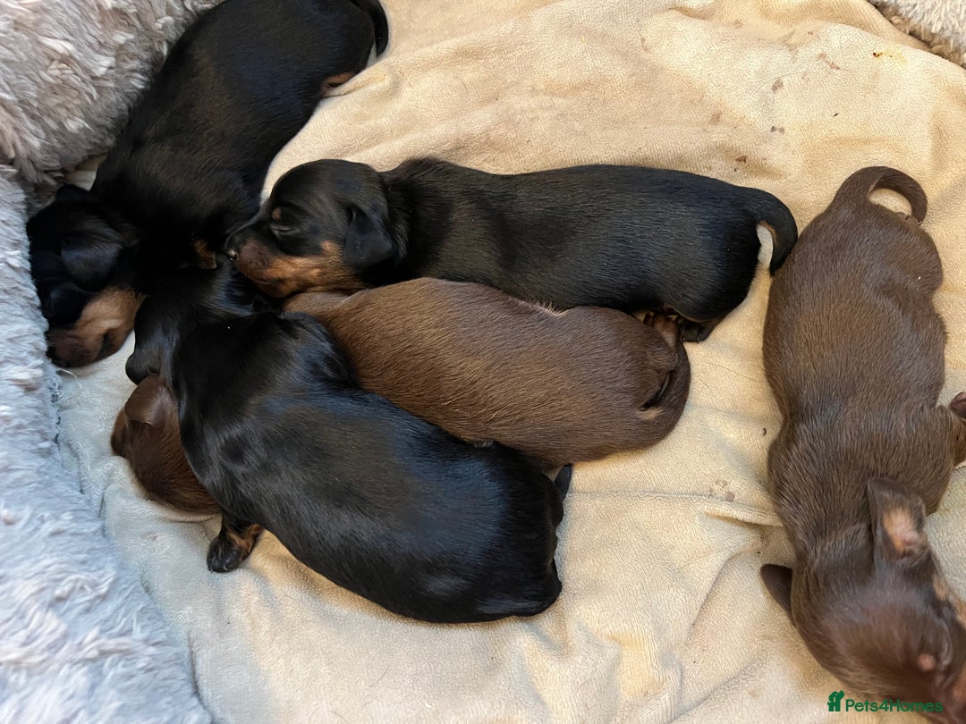 Miniature Dachshund dogs for sale: Adorable Mini Dachshunds  - Image 3