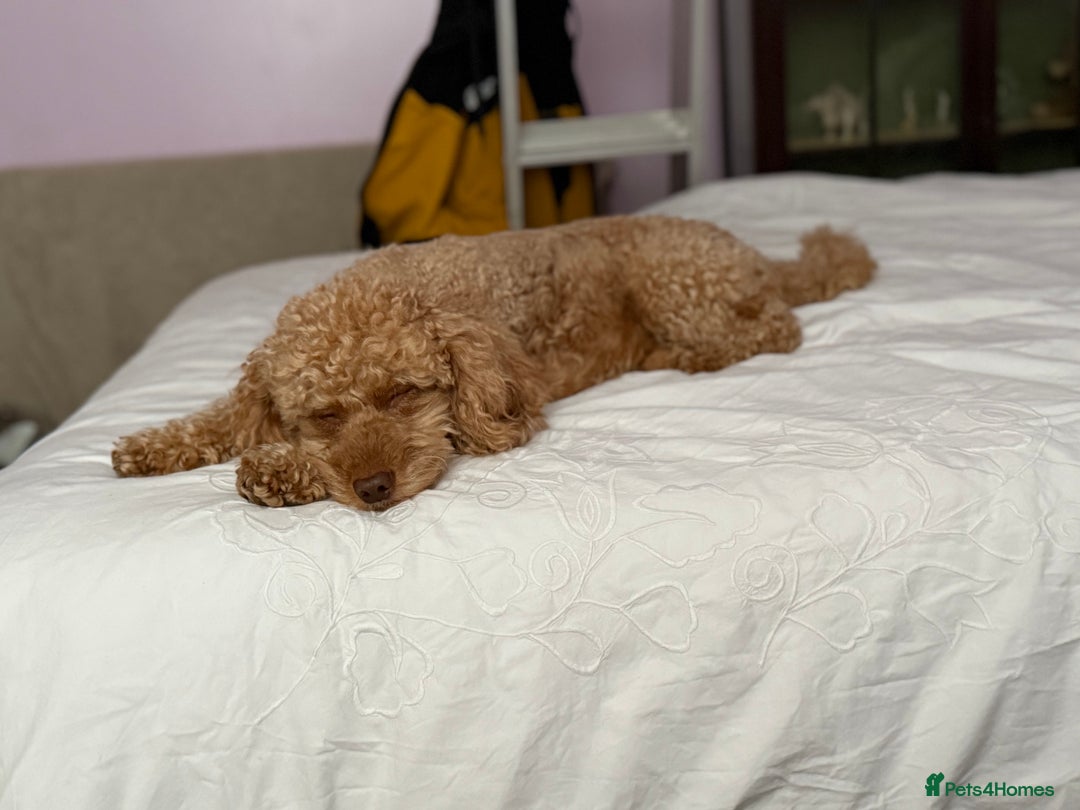 Miniature Poodle dogs for stud: Stud miniature poodle  - Image 2