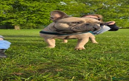 French Bulldog dogs for sale: Kenny - Image 3