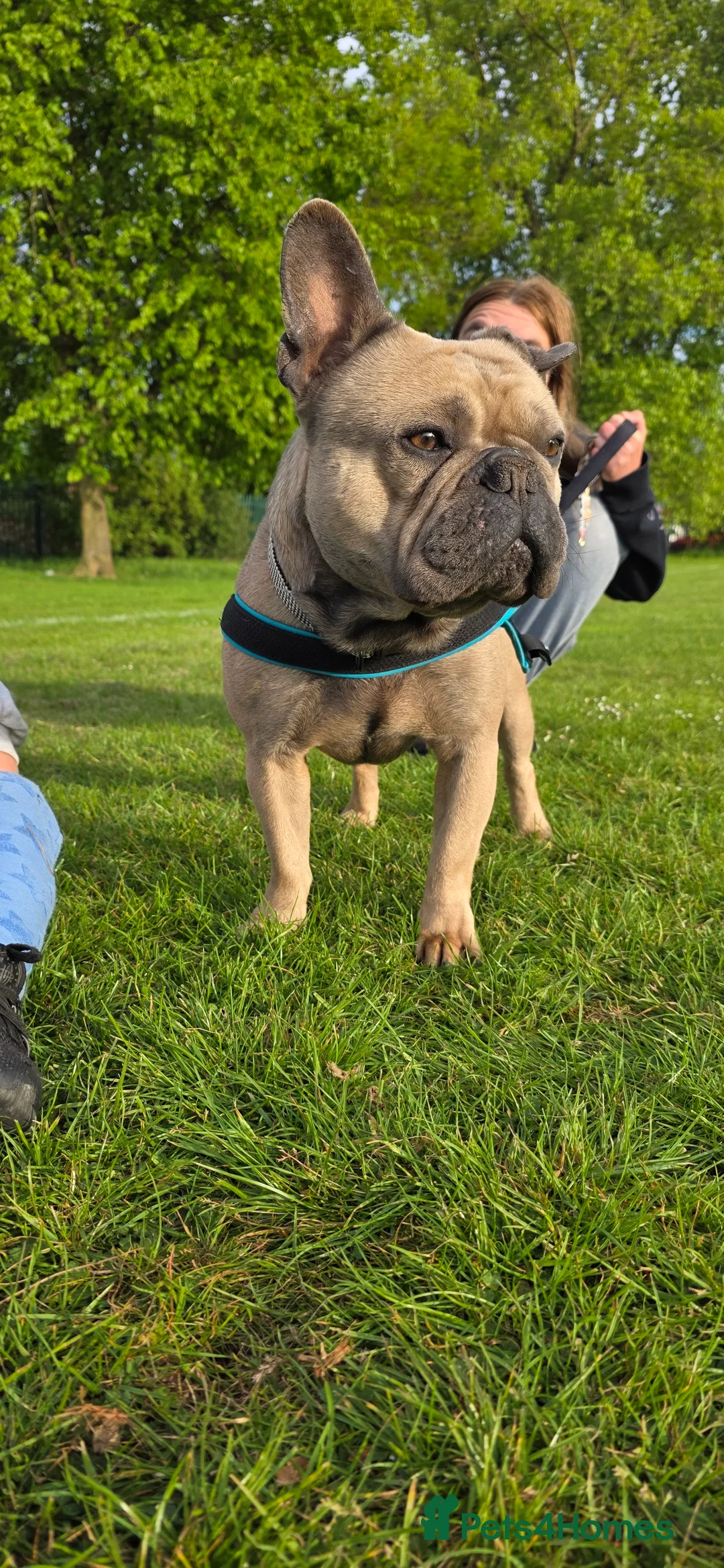 French Bulldog dogs for sale: Kenny - Advert 3