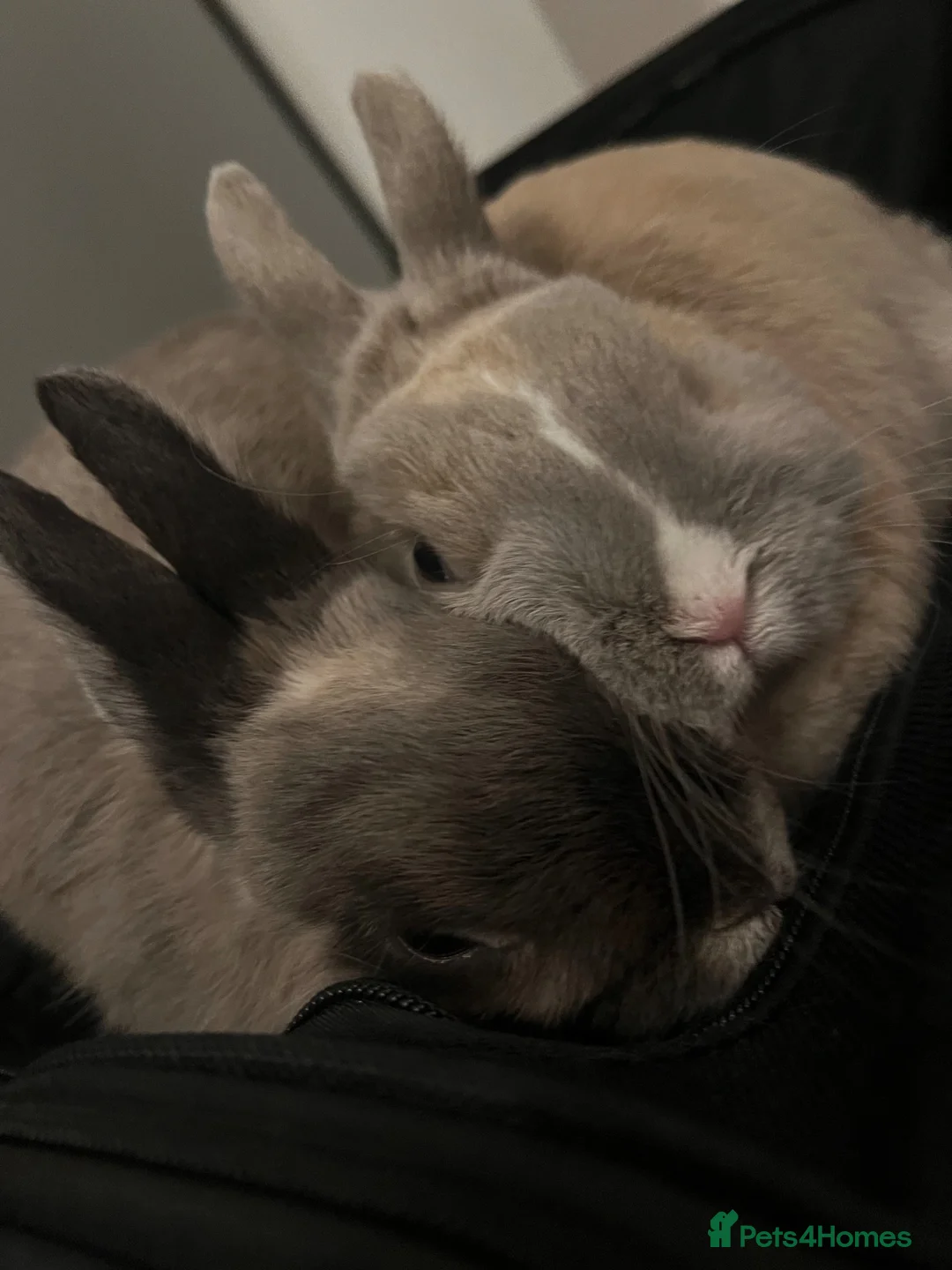 Netherland Dwarf rabbits for sale: Bonded pair of neutered Netherlands Dwarfs  in Scunthorpe - Advert 8