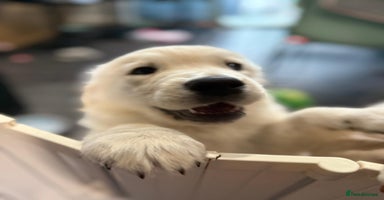Golden Retriever dogs - Advert 9
