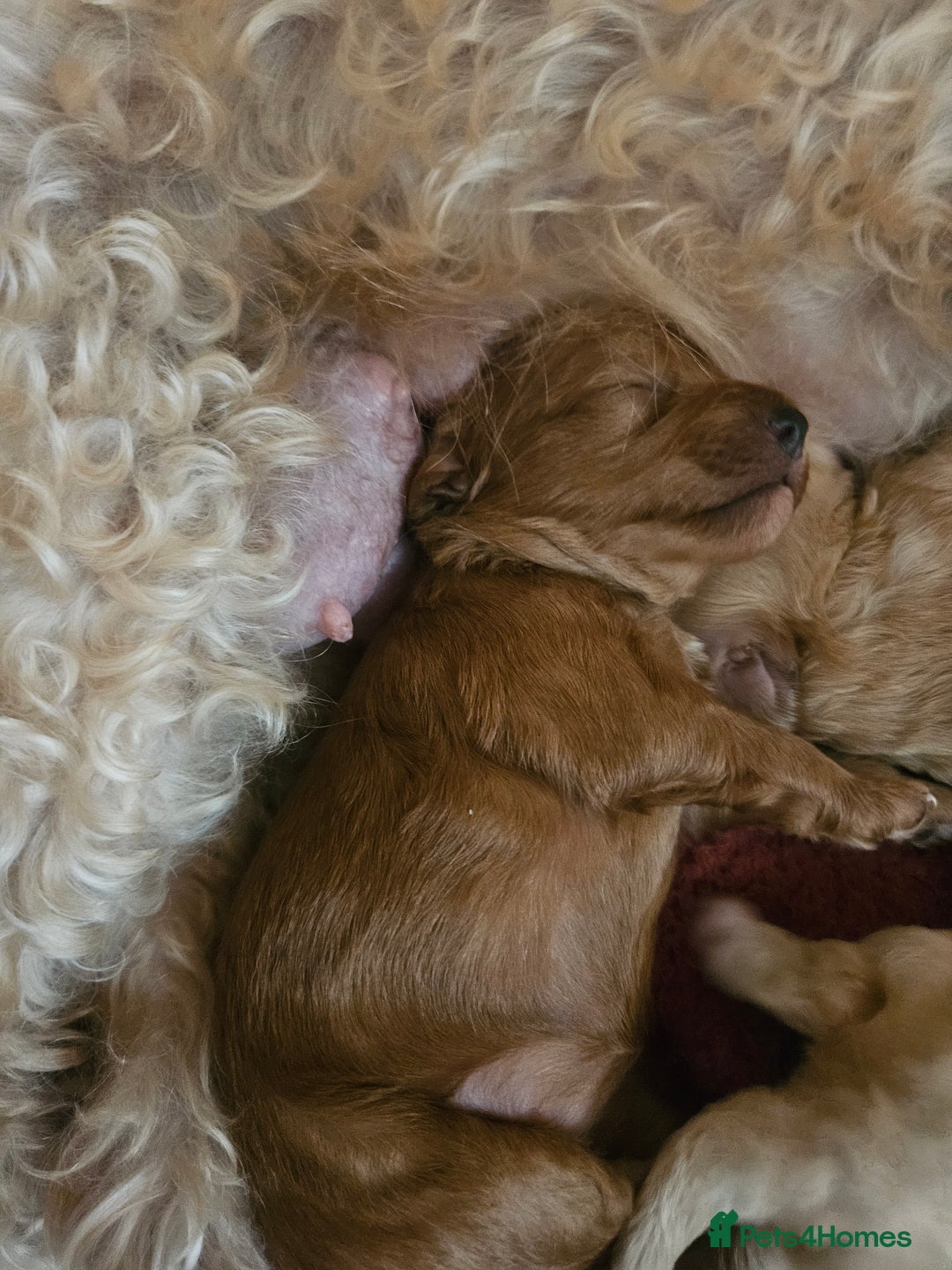 Maltipoo dogs for sale: Stunning Maltipoo Puppies ❤️  - Image 23