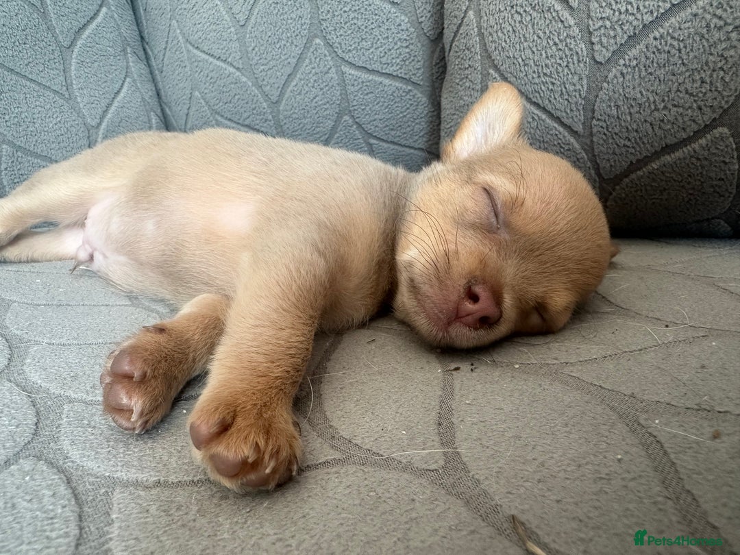 Chihuahua dogs for sale: Last Pup left! Ready for his new home!  - Image 26