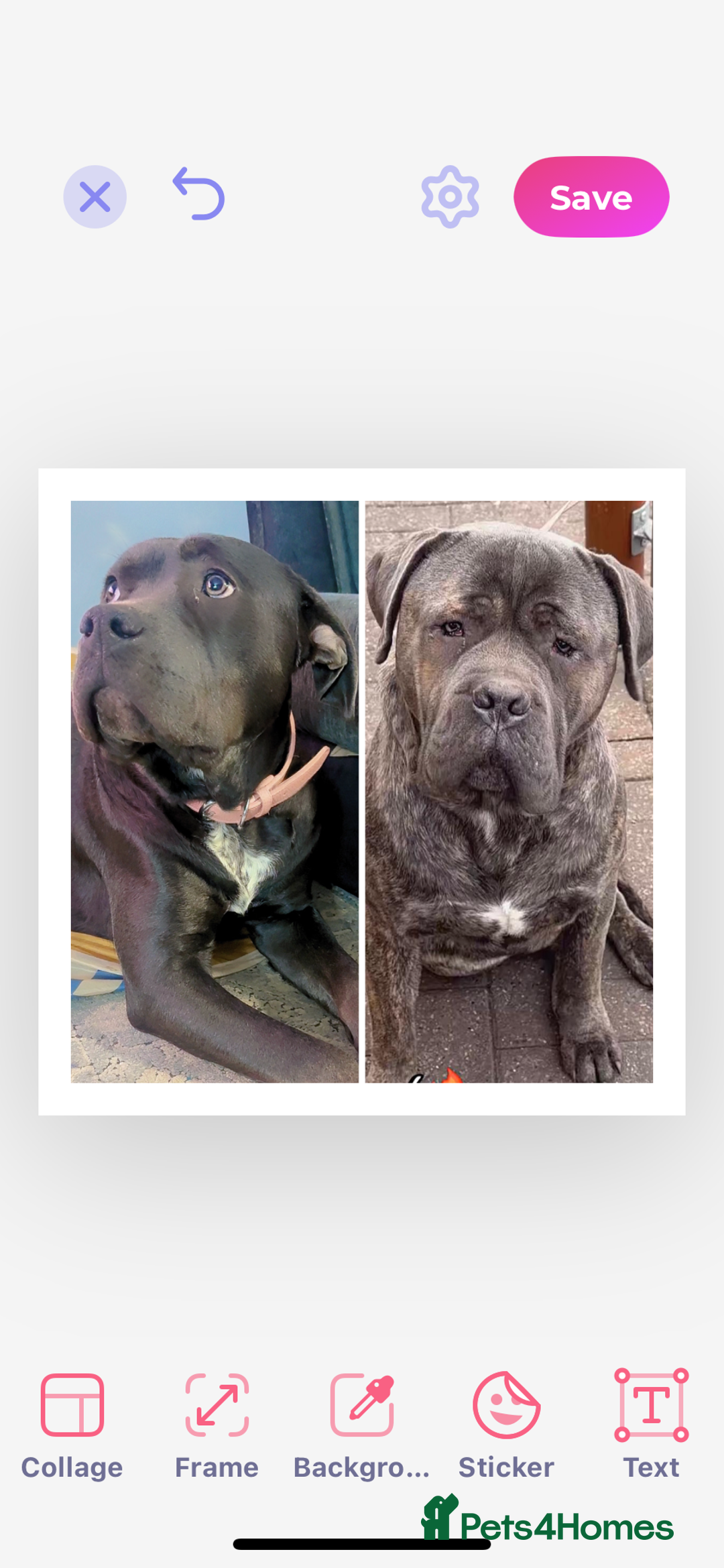 Cane Corso dogs for sale: Cane corso puppies, beautiful litter. - Advert 9