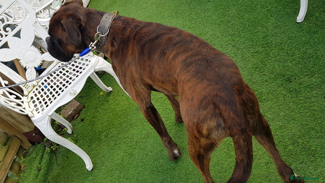 Boxer dogs for stud: Kc Registered and Heart scored Stud dog in Herne Bay - Image 5