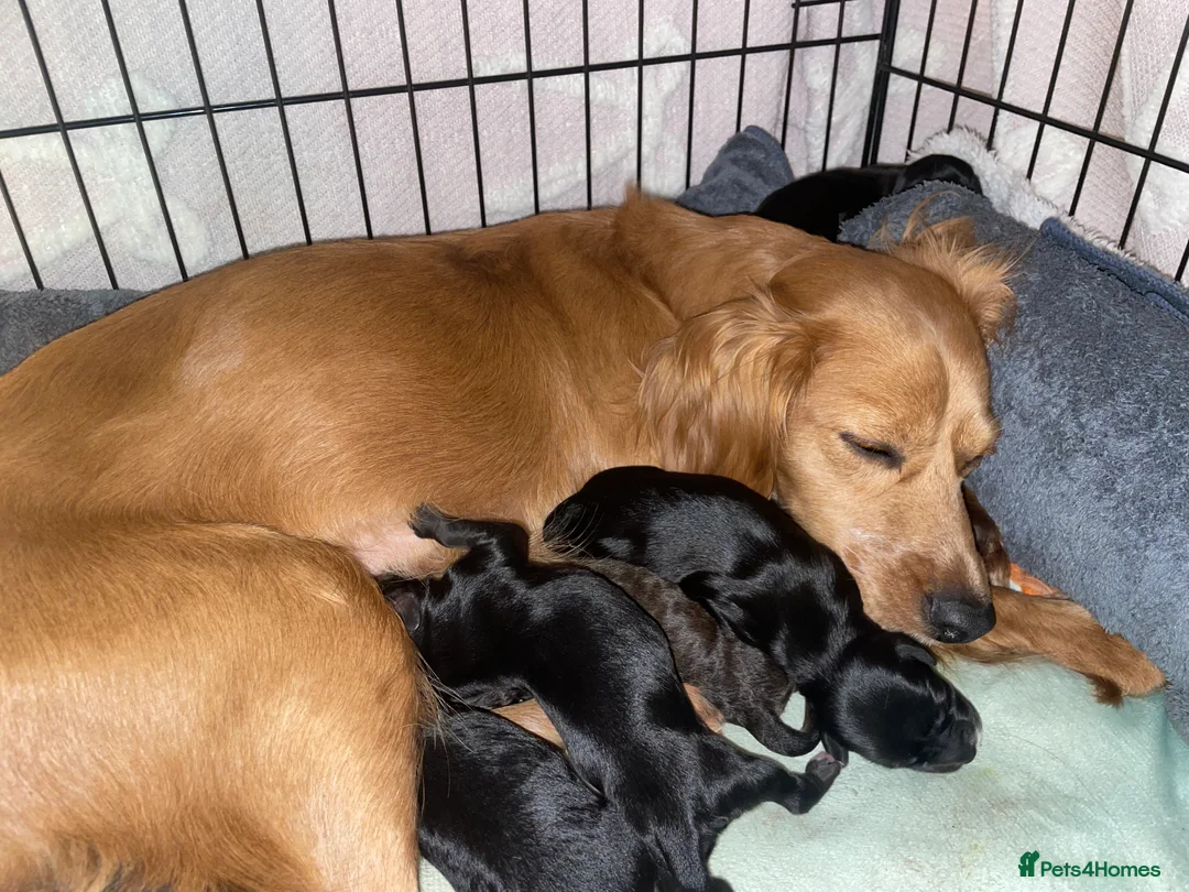 Cavapoo dogs for sale: Beautiful Cavapoo puppies for sale  - Advert 18