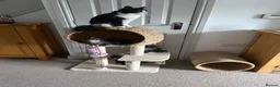 Maine Coon cats for sale: Stunning Maine Coon Cross Kittens – Ready Soon 🐾  - Advert 19