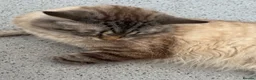 Maine Coon cats for sale: Large Adult Male Cat Half Maine Coon/Mixed Breed in Southend-on-Sea - Advert 11