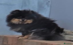 Pomeranian dogs for sale: beautiful pomeranian bitch - Image 3