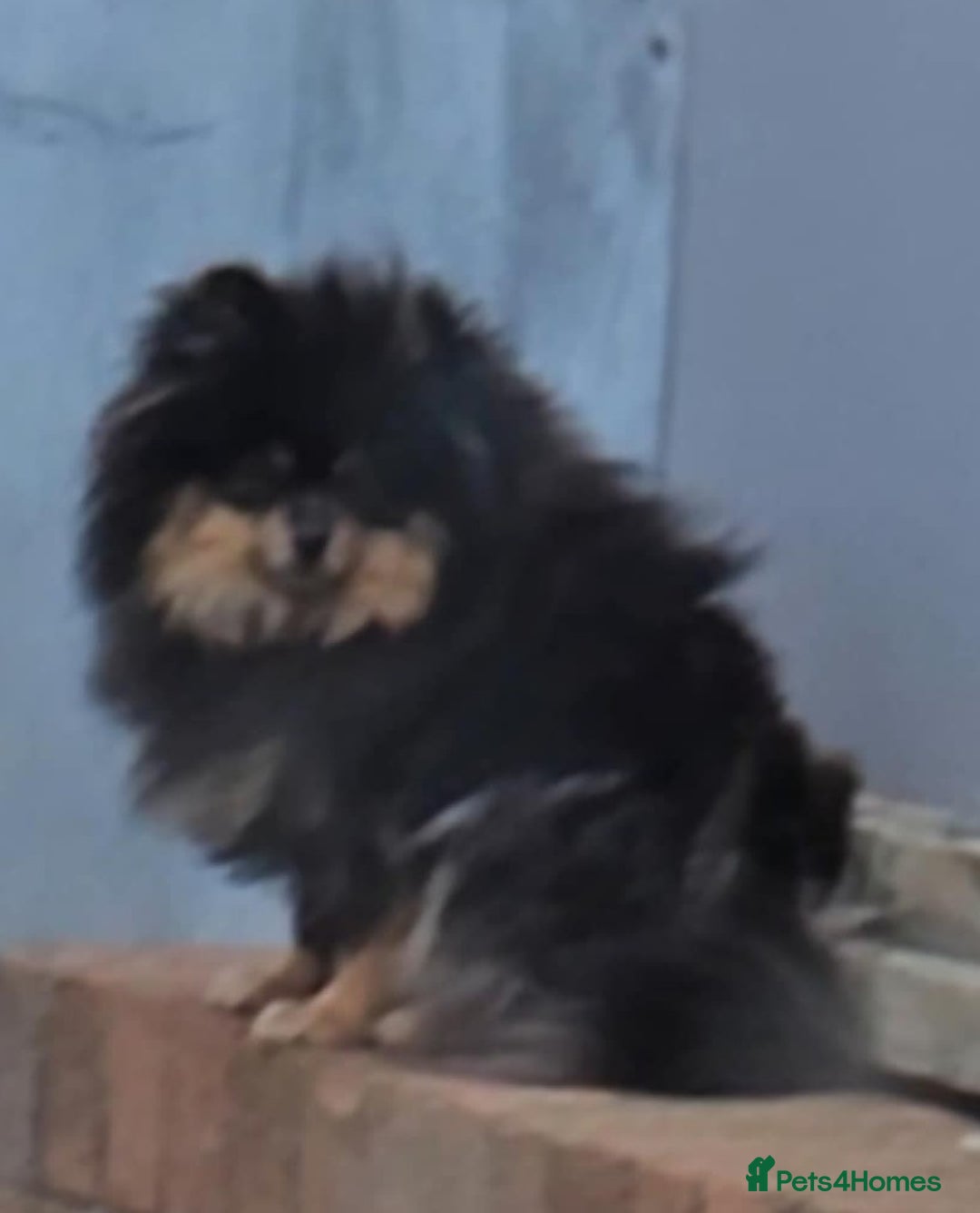 Pomeranian dogs for sale: beautiful pomeranian bitch - Image 3