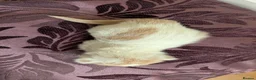 Mixed Breed cats for sale: £40 each or 2 for £70 - read description :) in Liverpool - Advert 12