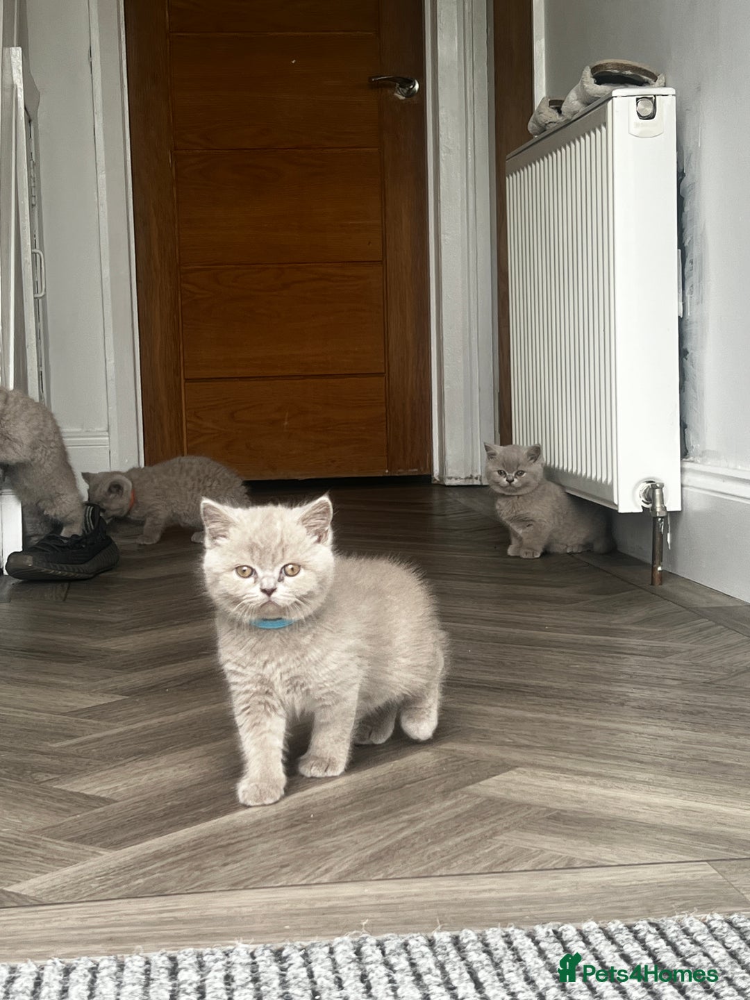British Shorthair cats for sale: Beautiful Lilac British short haired kittens  in Glasgow - Image 28