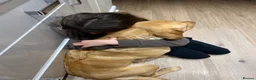 Labrador Retriever dogs for sale: Stunning Fox Red & Yellow Labrador puppies - Advert 3