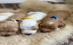 Cocker Spaniel dogs for sale: Beautiful cocker spaniel puppies  - Image 6