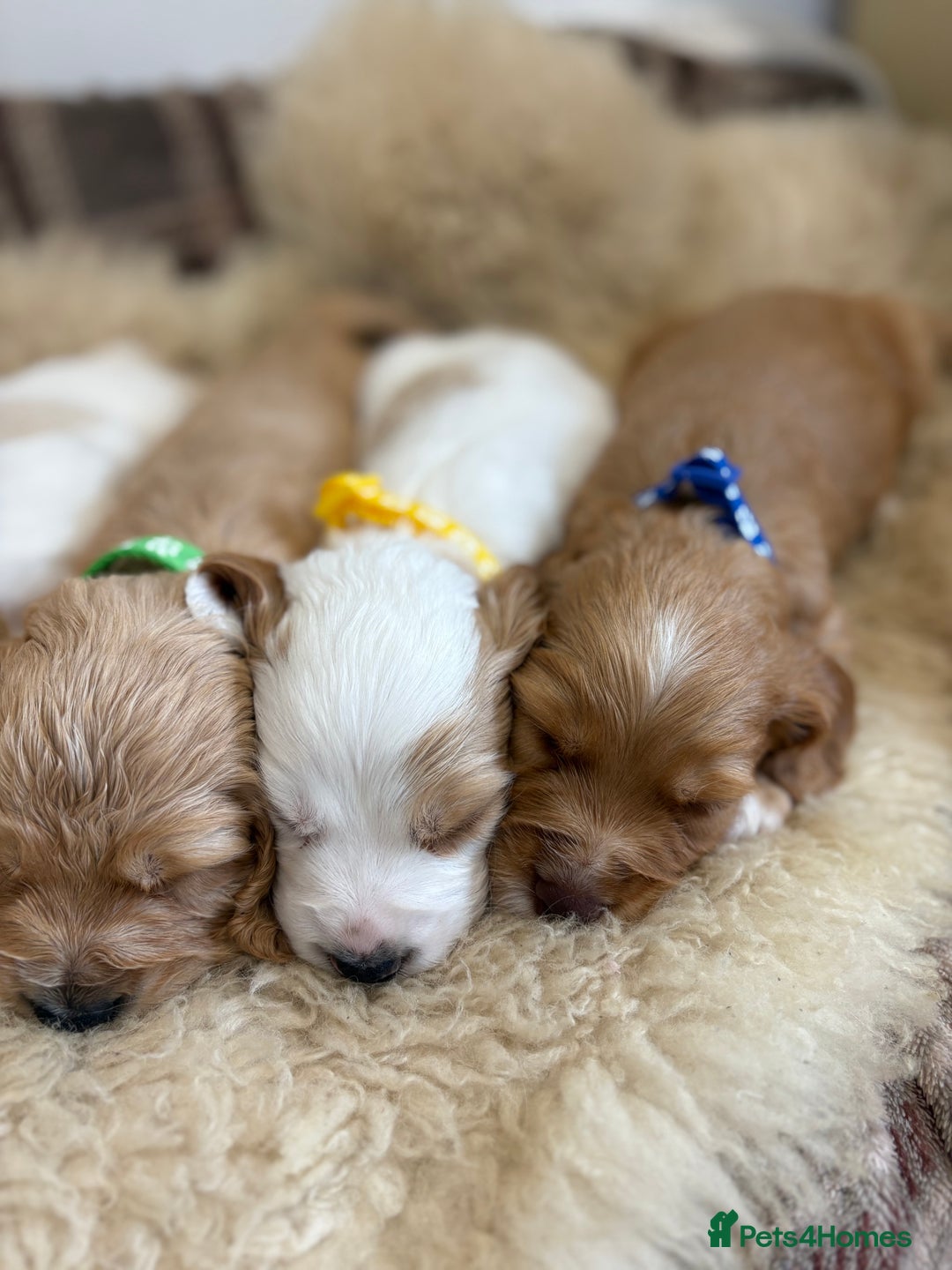 Cocker Spaniel dogs for sale: Beautiful cocker spaniel puppies  - Image 6