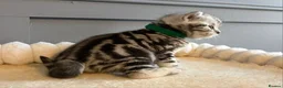British Shorthair cats for sale: Beautiful bsh kittens  - Advert 33