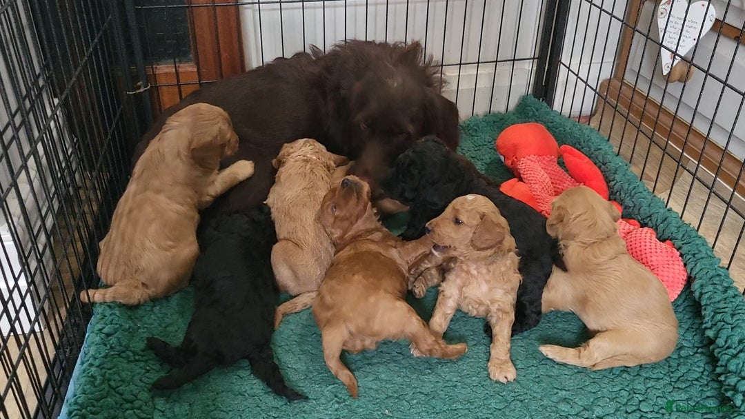 Labradoodle dogs for sale: Beautiful, Well Bred F1b Labradoodle Puppies - Image 10