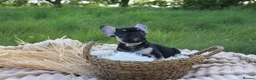 French Bulldog dogs for sale: KC Lilac, Black Tan French Bulldog - Advert 3