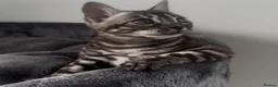 Bengal cats for sale: Exceptional kittens in silver, brown and charcoal - Advert 36