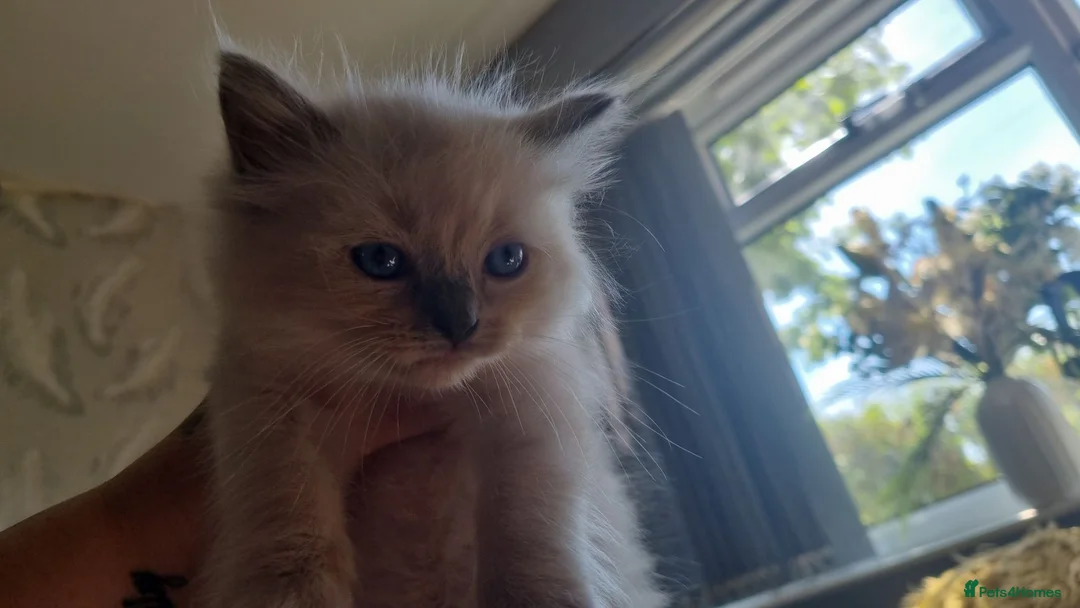 Ragdoll cats for sale: 5 beautiful ragdolls for sale in Pudsey - Advert 3