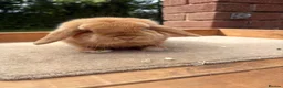 Mini Lop rabbits for sale: Little orange mini lop buck  - Advert 2