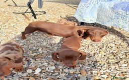 Dachshund dogs for sale: Miniature dashound puppies  - Image 12