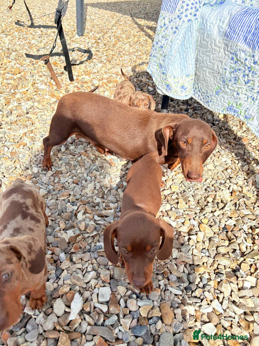 Dachshund dogs for sale: Miniature dashound puppies  - Image 12