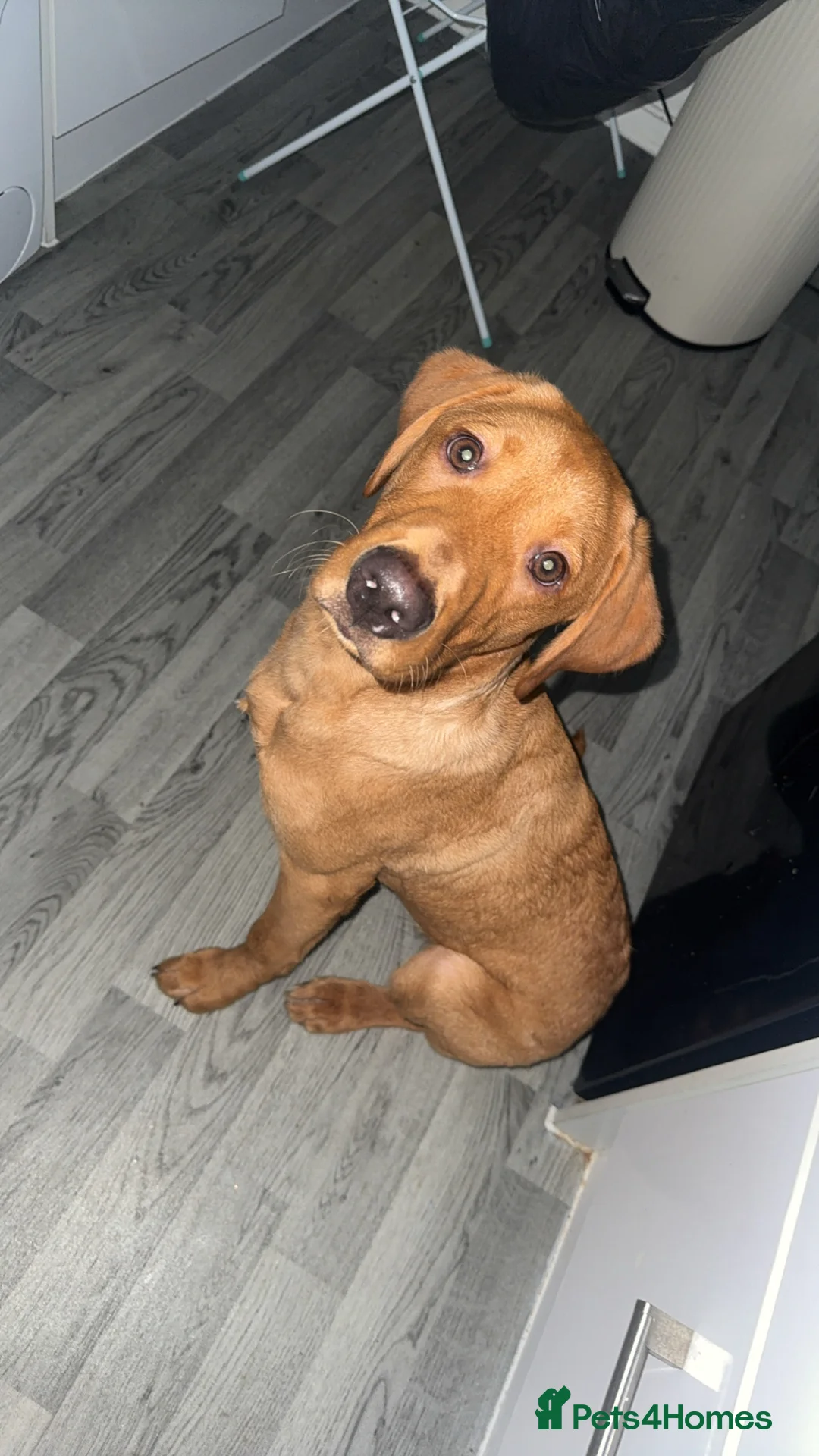 Labrador Retriever dogs for sale: Milo- red fox Labrador  - Advert 1