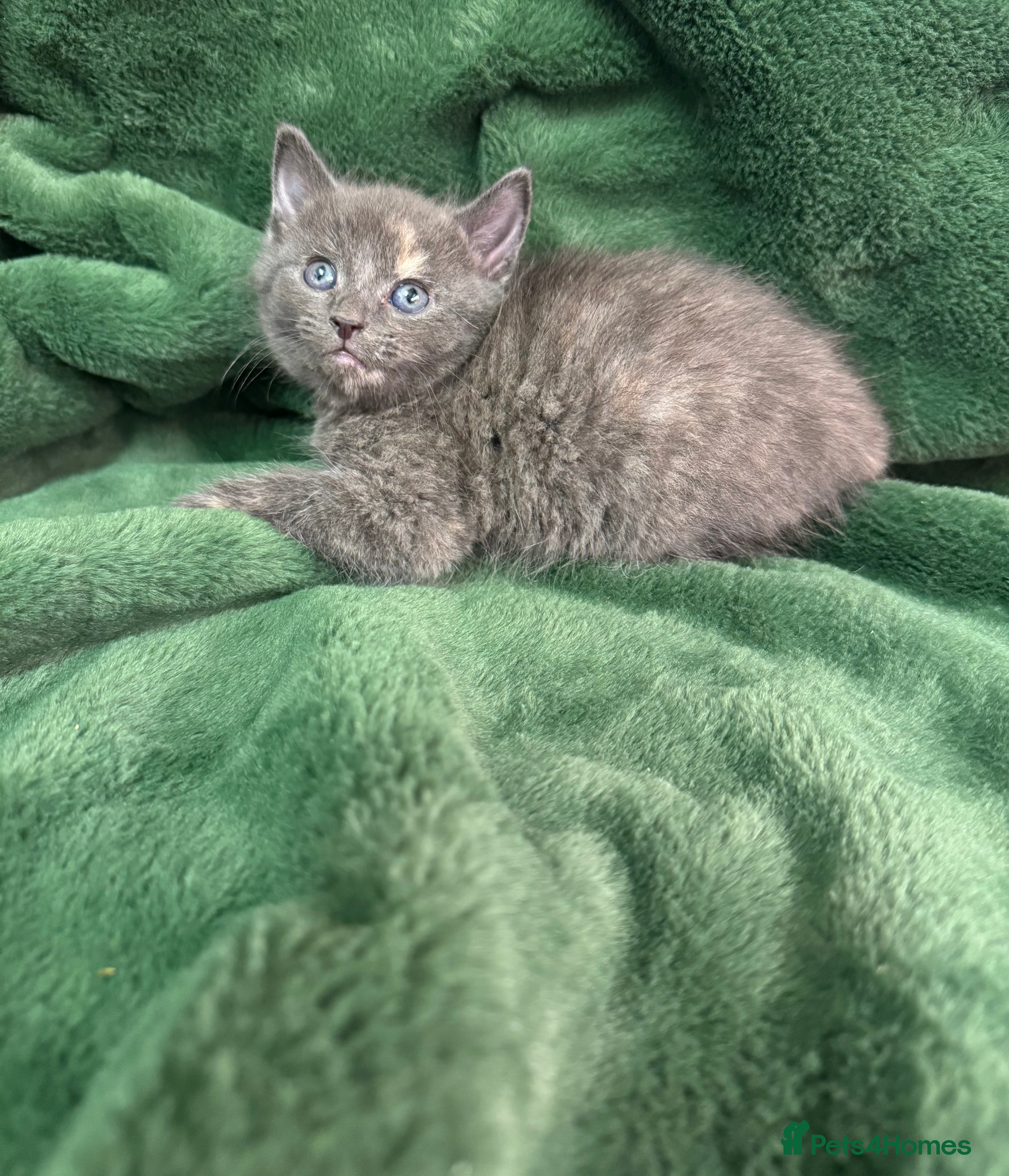 Mixed Breed cats Kittens  - Advert 1