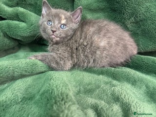 Mixed Breed cats Kittens - Advert 1