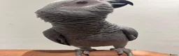 Parrots birds for sale: Hand Reared African Grey 4 months with cage - Advert 1