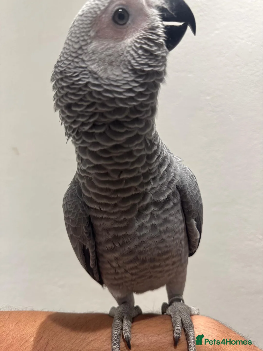 Parrots birds for sale: Hand Reared African Grey 4 months with cage - Advert 1