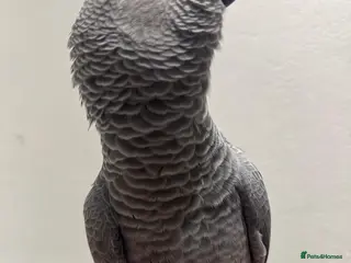 Parrots birds Hand Reared African Grey 4 months with cage - Advert 1