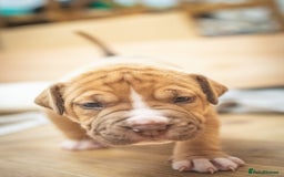American Bull Staffy dogs for sale: American Staffordshire Bull Terriers - Image 11