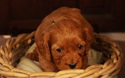 Cavapoo dogs for sale: Gorgeous Cavapoo puppies - Image 7