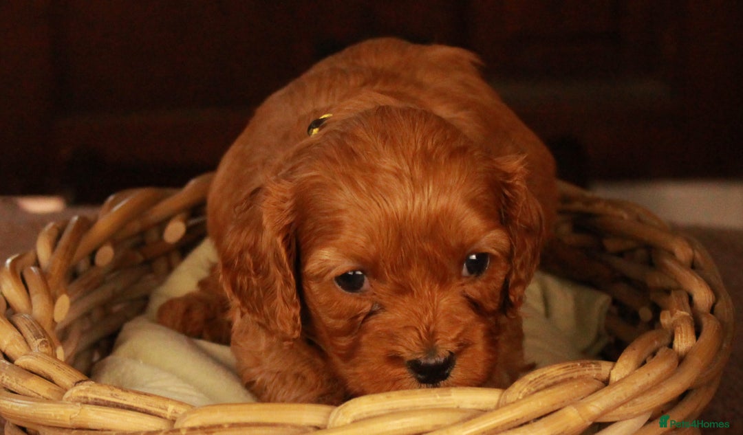Cavapoo dogs for sale: Gorgeous Cavapoo puppies - Image 7