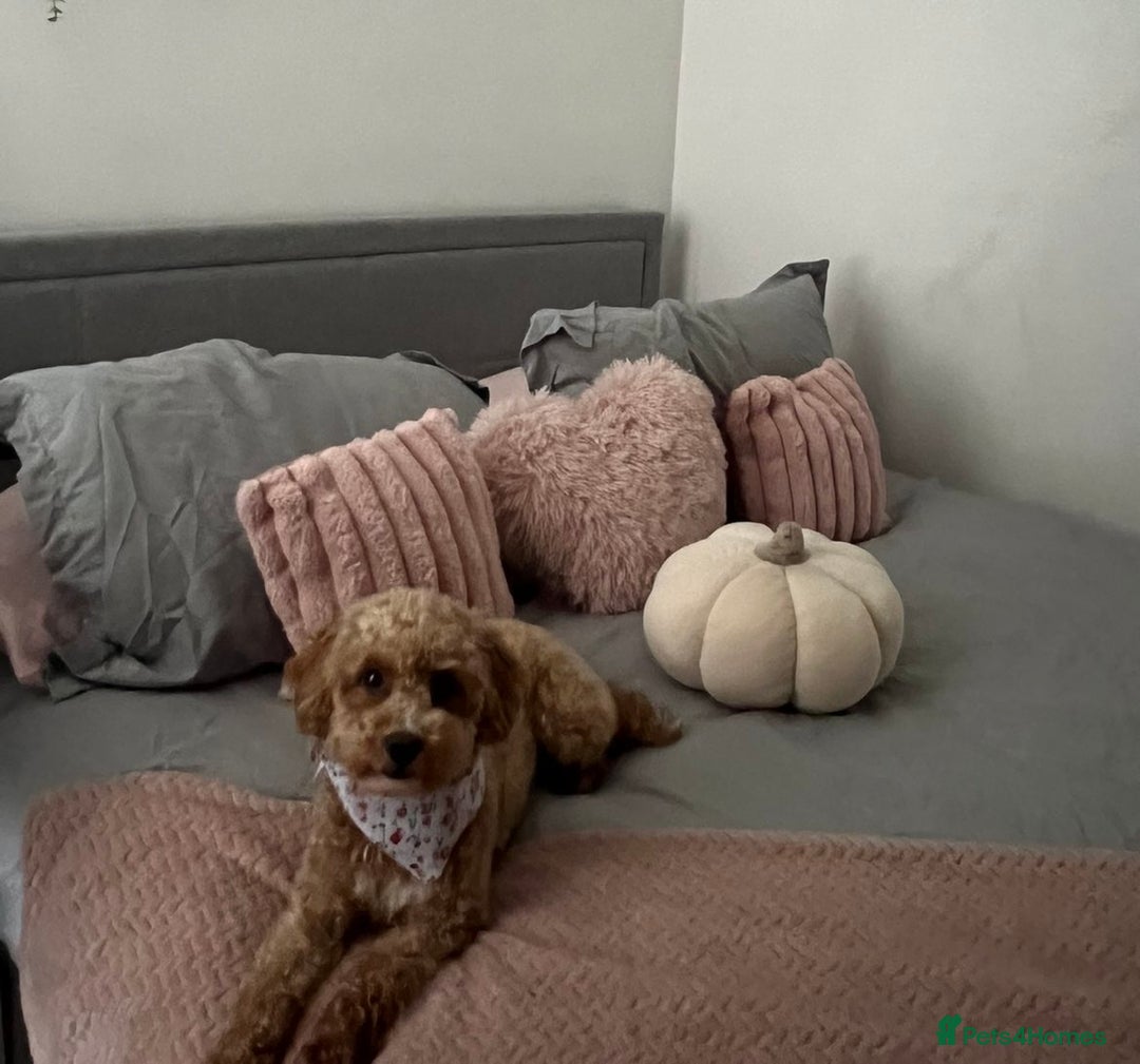 Cavapoo dogs for sale: Tiny cavapoo F1BB - ESA certified - Advert 2