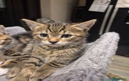 Bengal cats for sale: Bengal cross kittens - Image 3