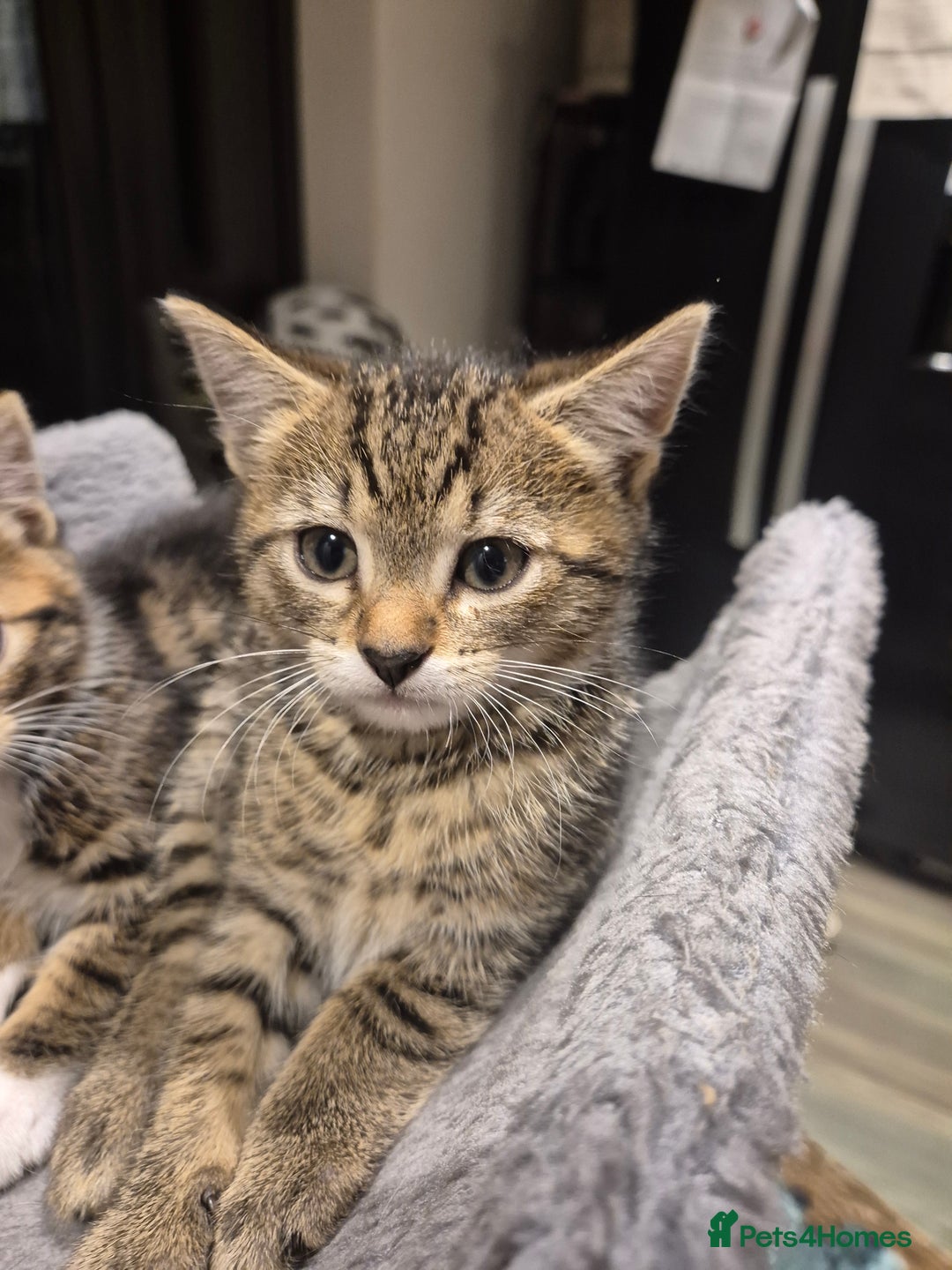 Bengal cats for sale: Bengal cross kittens - Image 3
