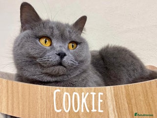 British Shorthair cats BSH FEMALES LOOKING FOR A FOREVER HOME!!!! 🐾😻 - Advert 11