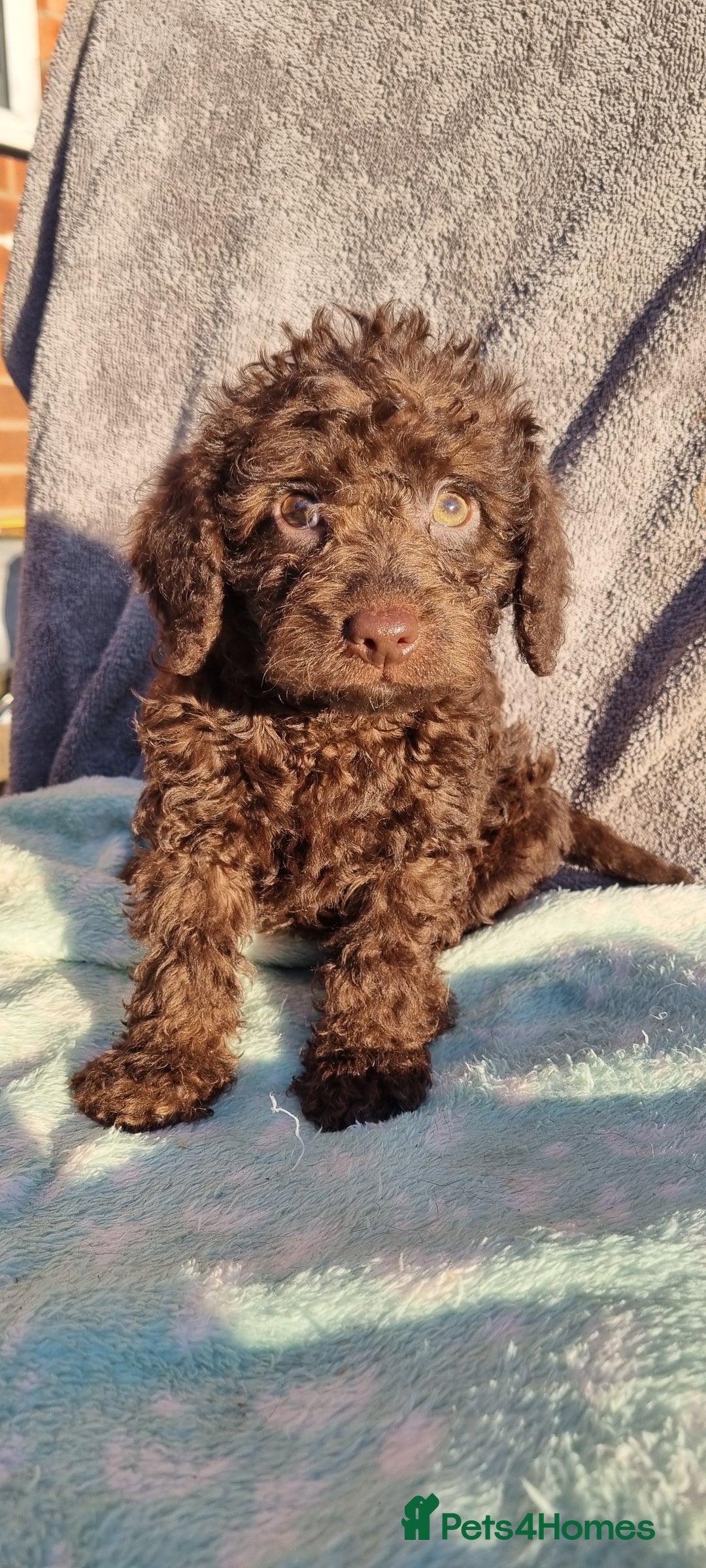 Westiepoo dogs for sale: WESTIEPOOS MAGiCAL X's SUPER SMOOTH SILKY n SOFT - Advert 12