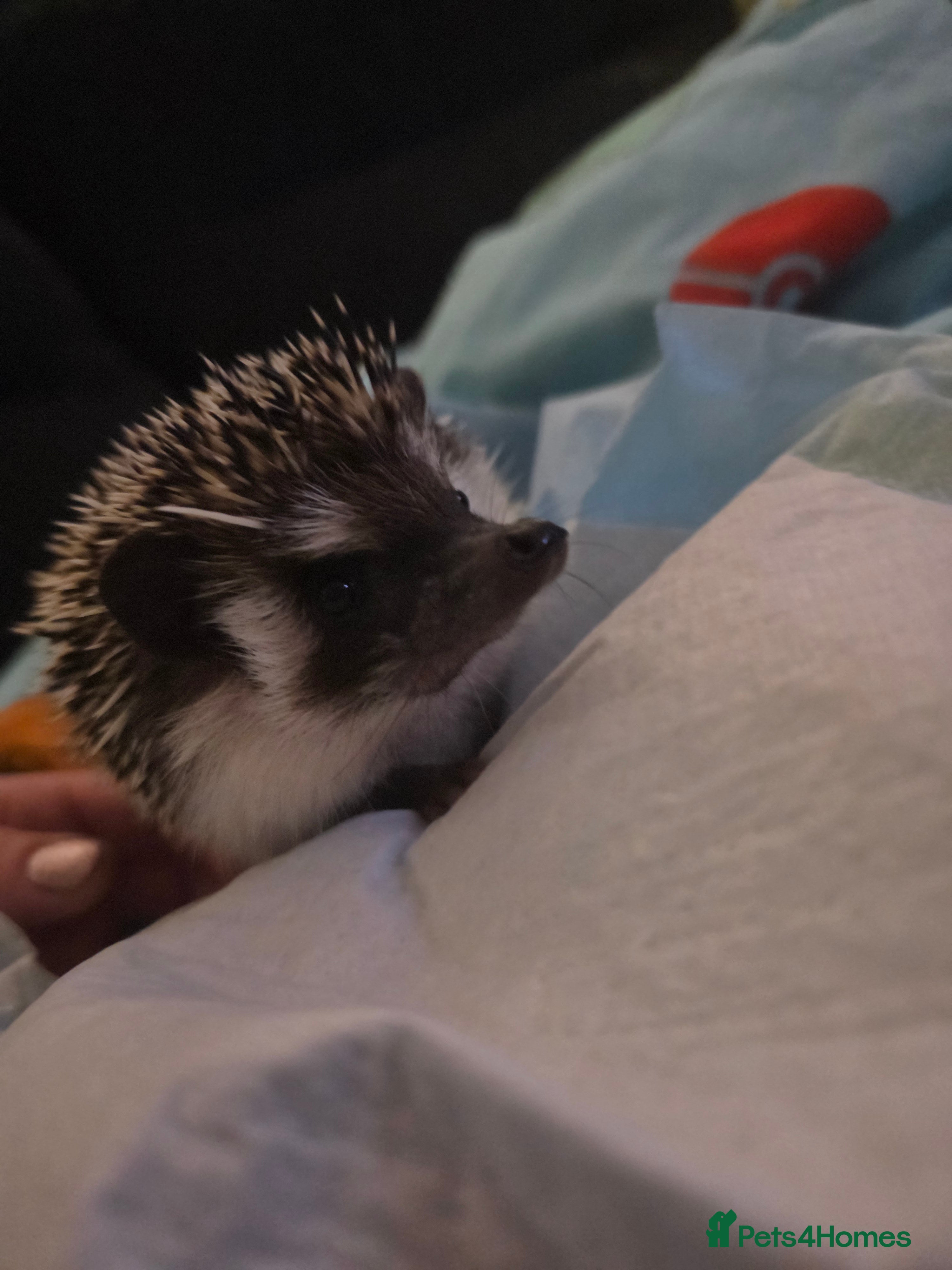 Pygmy Hedgehog rodents Male hedgehog with 3ft vivarium  - Advert 4