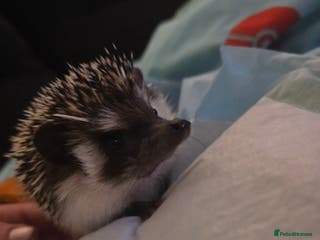 Pygmy Hedgehog rodents Male hedgehog with 3ft vivarium - Advert 1