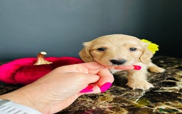 Miniature Dachshund dogs for sale: Cream Litter 5 Star Breeder ⭐️⭐️⭐️⭐️⭐️  - Image 3