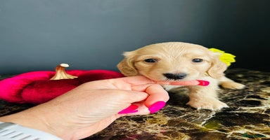 Miniature Dachshund dogs - Advert 7