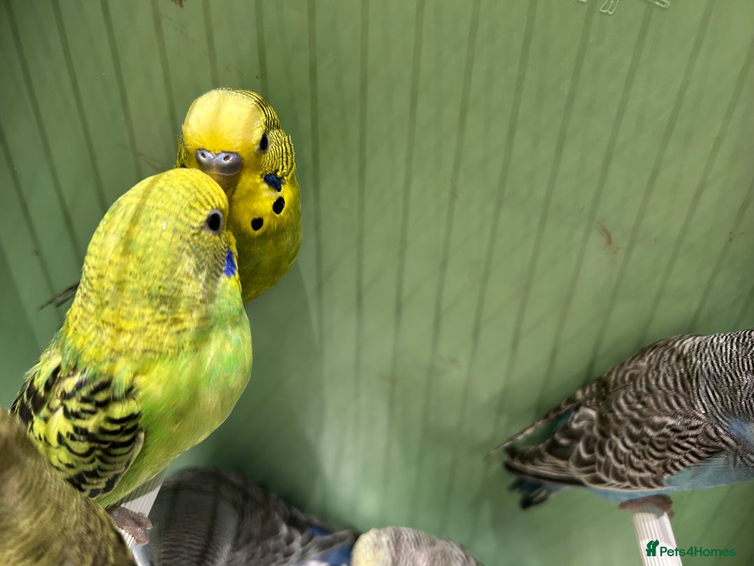 Budgerigars birds for sale: Budgies for Sale, all in good health  - Advert 6