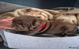 English Bulldog dogs for sale: Bulldog puppies - Image 14
