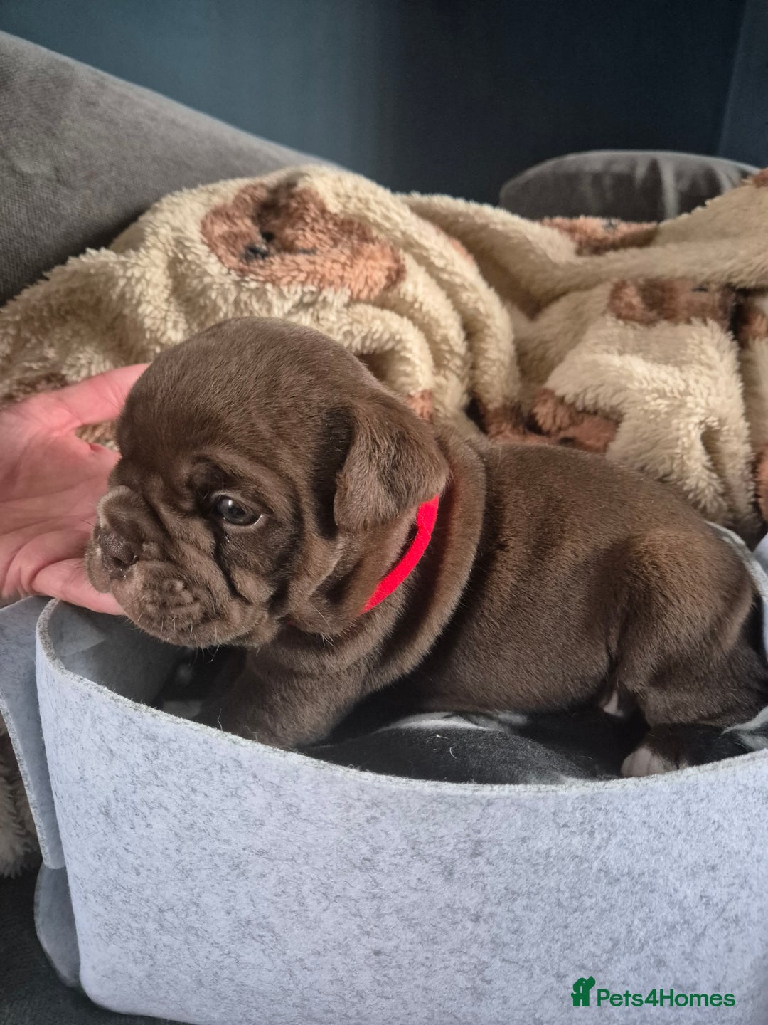 English Bulldog dogs for sale: Bulldog puppies - Image 14