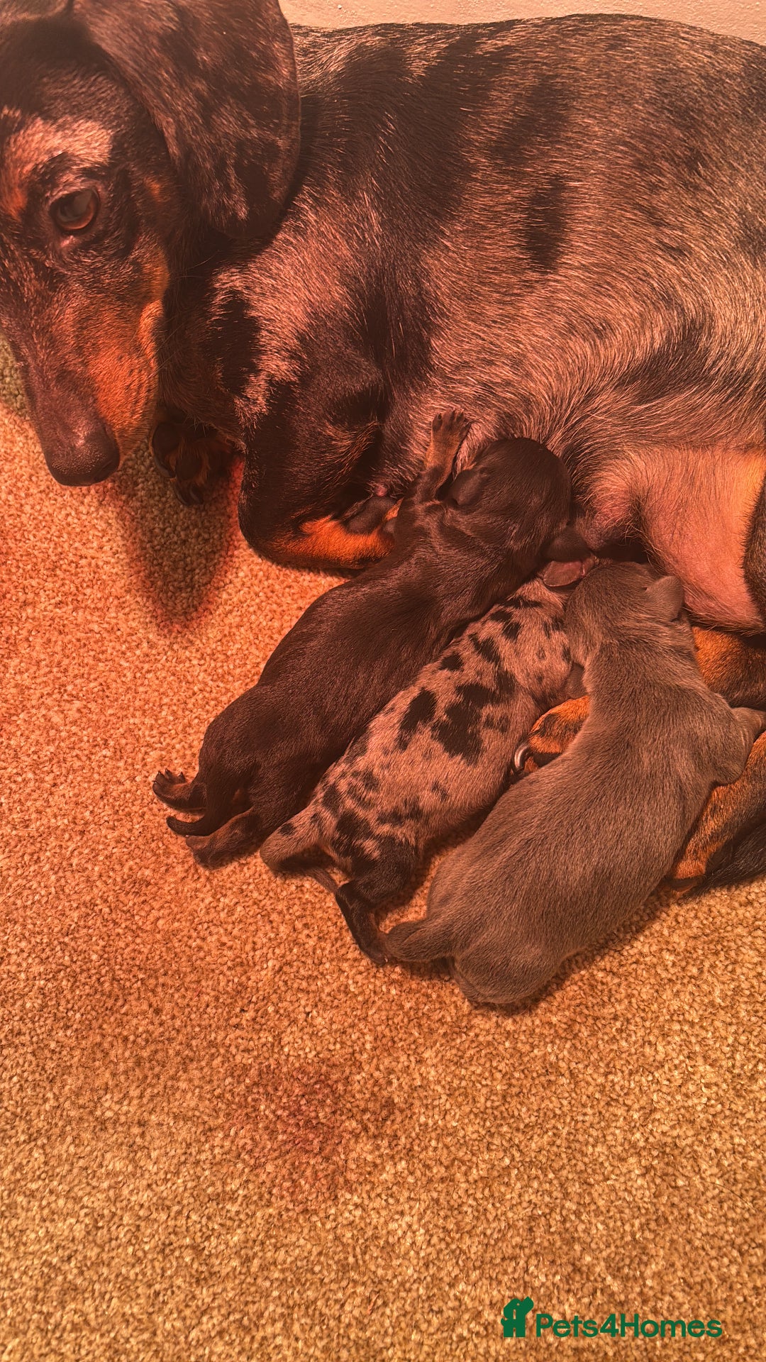 Miniature Dachshund dogs for sale: Gorgeous Miniature Dachshunds! Ready 23 Dec - Advert 5